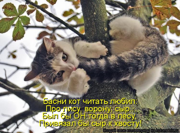 Котоматрица: Басни кот читать любил: Про лису, ворону, сыр... Был бы ОН тогда в лесу, Привязал бы сыр к хвосту!