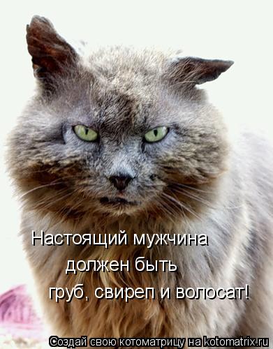Котоматрица: Настоящий мужчина  должен быть  груб, свиреп и волосат!