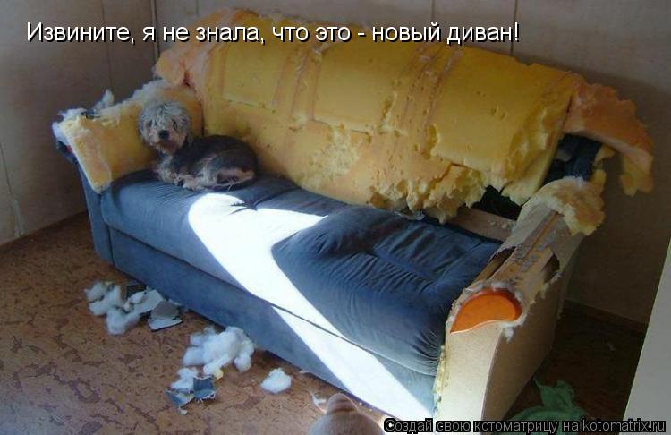 Котоматрица: Извините, я не знала, что это - новый диван!