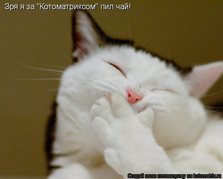 Котоматрица: Зря я за "Котоматриксом" пил чай!