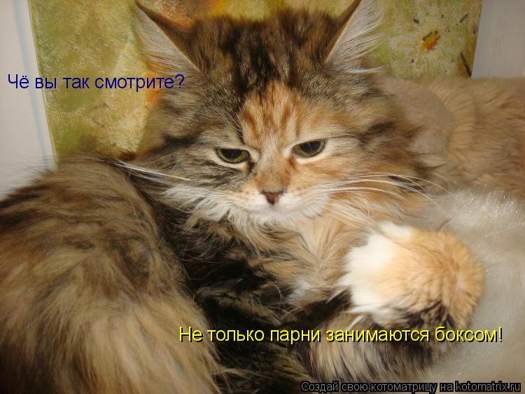 Чё вы так смотрите? Не только парни занимаются боксом!... Котоматрица: Чё вы так смотрите? Не только парни занимаются боксом!