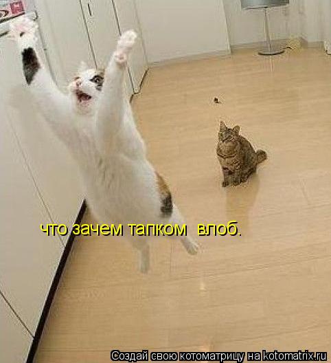 что зачем тапком влоб.... Котоматрица: что зачем тапком влоб.