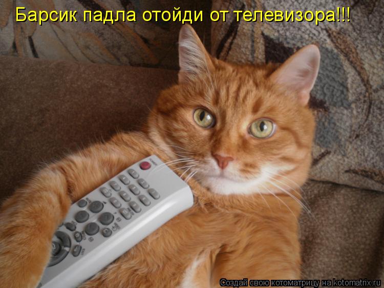 Барсик падла отойди от телевизора!!!... Котоматрица: Барсик падла отойди от телевизора!!!