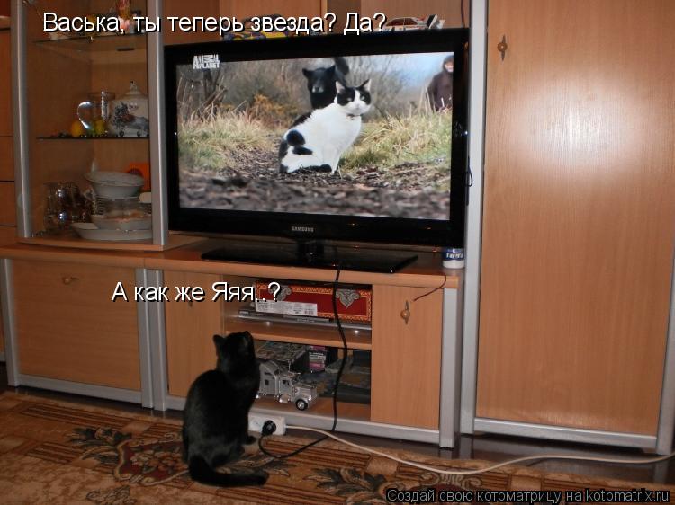Васька, ты теперь звезда? Да? А как же Яяя..?... Котоматрица: Васька, ты теперь звезда? Да? А как же Яяя..?