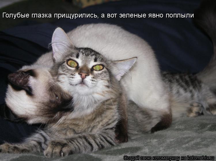 Голубые глазка прищурились, а вот зеленые явно поплыли... Котоматрица: Голубые глазка прищурились, а вот зеленые явно поплыли