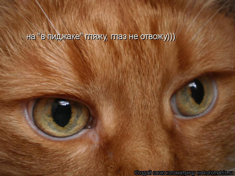 на "в пиджаке" гляжу, глаз не отвожу)))... Котоматрица: на "в пиджаке" гляжу, глаз не отвожу)))