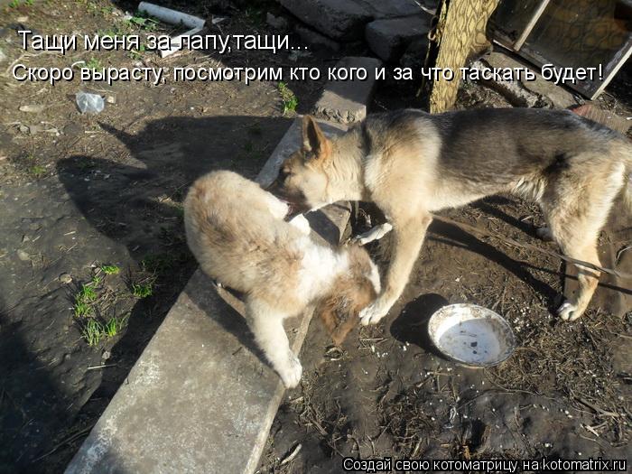 Тащи меня за лапу,тащи... Скоро вырасту, посмотрим кто кого и за что таскать будет!... Котоматрица: Тащи меня за лапу,тащи... Скоро вырасту, посмотрим кто кого и за что таскать будет!