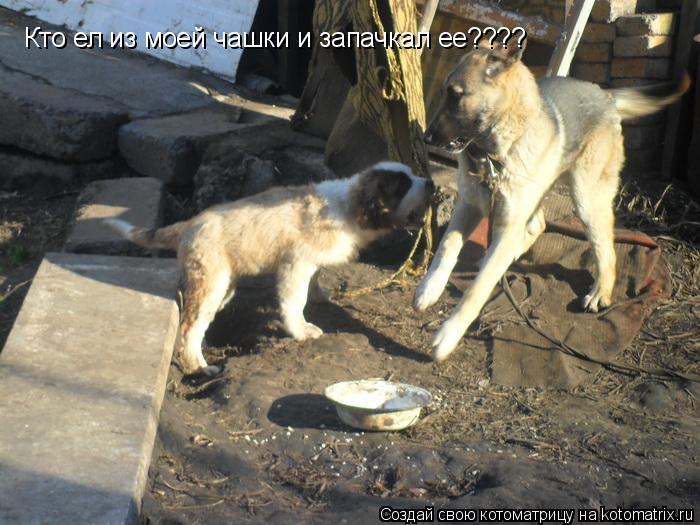 Кто ел из моей чашки и запачкал ее????... Котоматрица: Кто ел из моей чашки и запачкал ее????