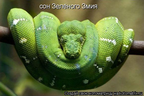 сон Зелёного Змия... Котоматрица: сон Зелёного Змия