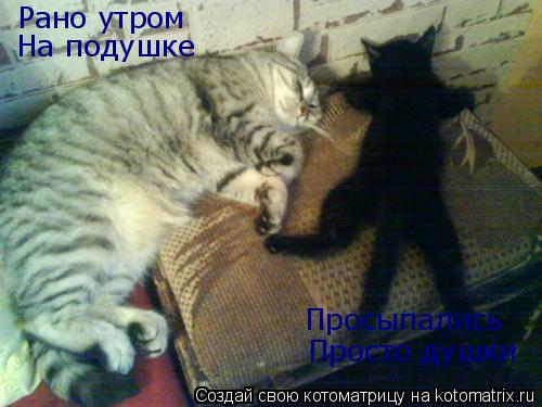 Рано утром На подушке Просыпались Просто душки... Котоматрица: Рано утром На подушке Просыпались Просто душки