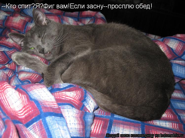 --Кто спит?Я?Фиг вам!Если засну--просплю обед!... Котоматрица: --Кто спит?Я?Фиг вам!Если засну--просплю обед!