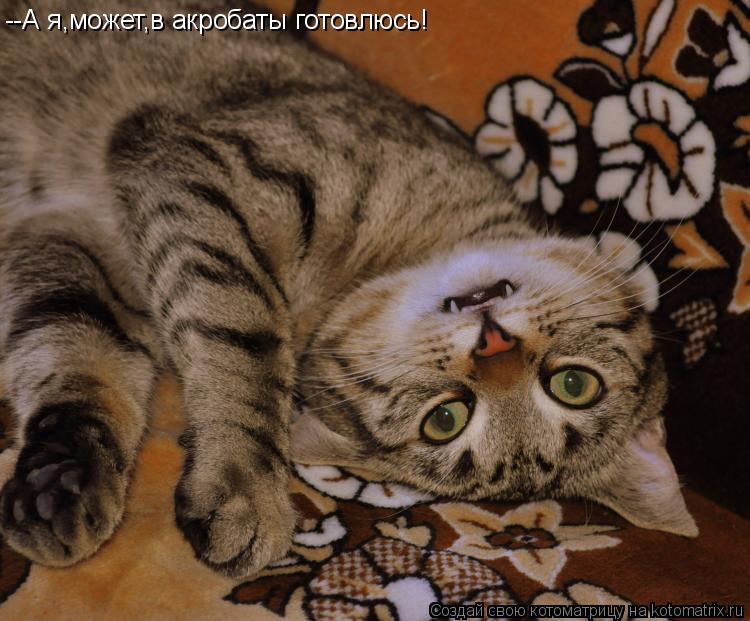 --А я,может,в акробаты готовлюсь!... Котоматрица: --А я,может,в акробаты готовлюсь!