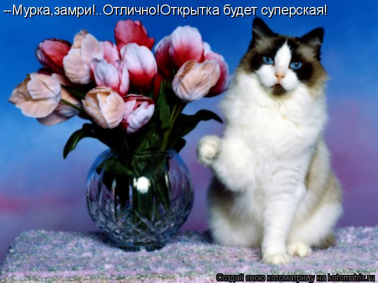 --Мурка,замри!..Отлично!Открытка будет суперская!... Котоматрица: --Мурка,замри!..Отлично!Открытка будет суперская!