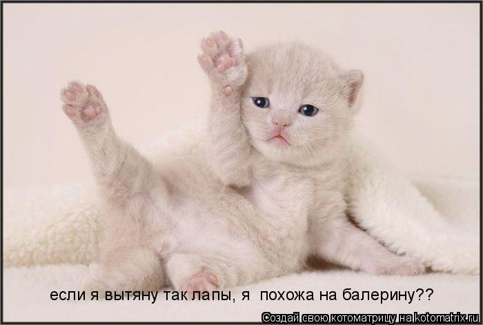 если я вытяну так лапы, я похожа на балерину??... Котоматрица: если я вытяну так лапы, я похожа на балерину??