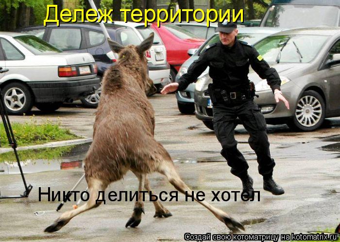 Дележ территории Никто делиться не хотел... Котоматрица: Дележ территории Никто делиться не хотел