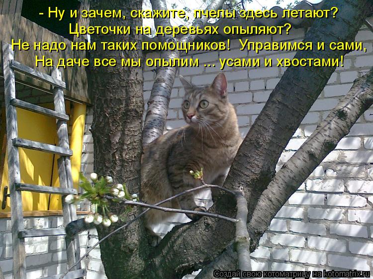 - Ну и зачем, скажите, пчелы здесь летают? Цветочки на деревьях опыляют? Не надо нам таких помощников... Котоматрица: - Ну и зачем, скажите, пчелы здесь летают? Цветочки на деревьях опыляют? Не надо нам таких помощников! Управимся и сами, На даче все мы опылим