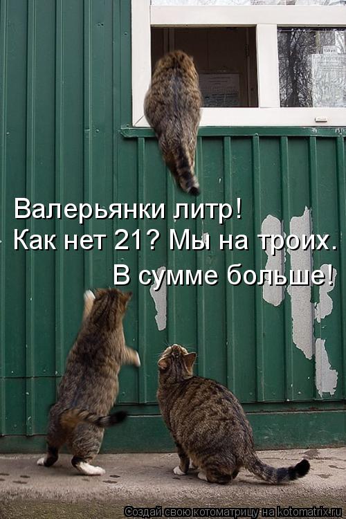 Валерьянки литр! Как нет 21? Мы на троих. В сумме больше!... Котоматрица: Валерьянки литр! Как нет 21? Мы на троих. В сумме больше!