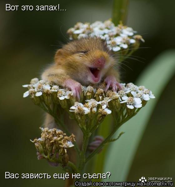 Вот это запах!... Вас зависть ещё не съела?... Котоматрица: Вот это запах!... Вас зависть ещё не съела?