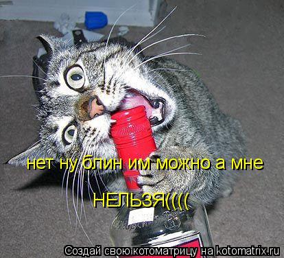 нет ну блин им можно а мне НЕЛЬЗЯ((((... Котоматрица: нет ну блин им можно а мне НЕЛЬЗЯ((((