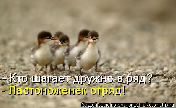 - Кто шагает дружно в ряд? - Ластоноженек отряд!... Котоматрица: - Кто шагает дружно в ряд? - Ластоноженек отряд!