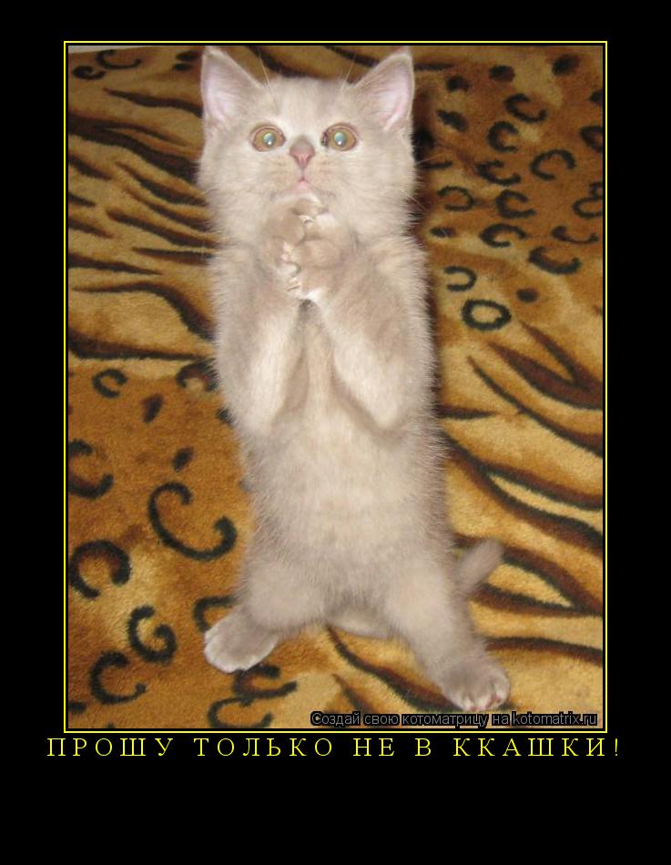 Прошу только не в ккашки! ... Котоматрица: Прошу только не в ккашки!