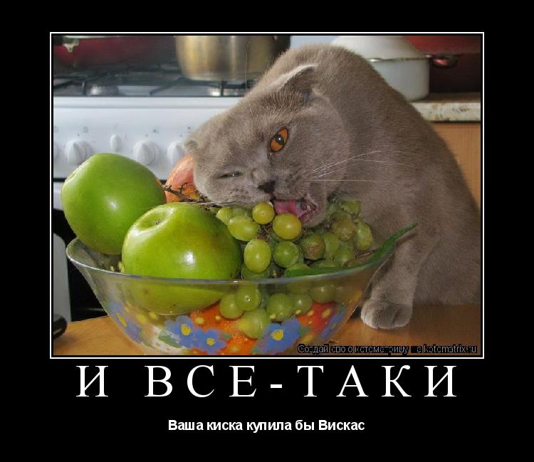 И все-таки Ваша киска купила бы Вискас... Котоматрица: И все-таки Ваша киска купила бы Вискас