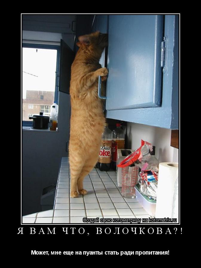 Я вам что, Волочкова?! Может, мне еще на пуанты стать ради пропитания!... Котоматрица: Я вам что, Волочкова?! Может, мне еще на пуанты стать ради пропитания!