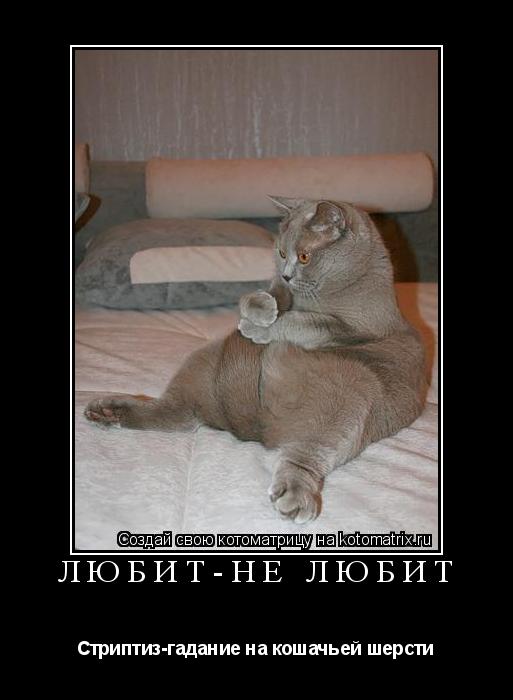 Любит-не любит Стриптиз-гадание на кошачьей шерсти... Котоматрица: Любит-не любит Стриптиз-гадание на кошачьей шерсти