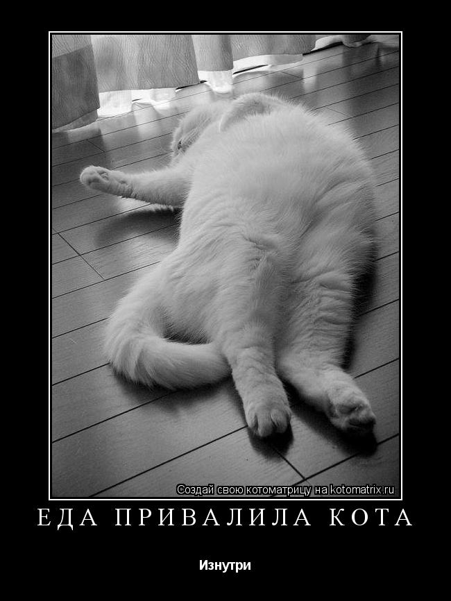 Еда привалила кота Изнутри... Котоматрица: Еда привалила кота Изнутри