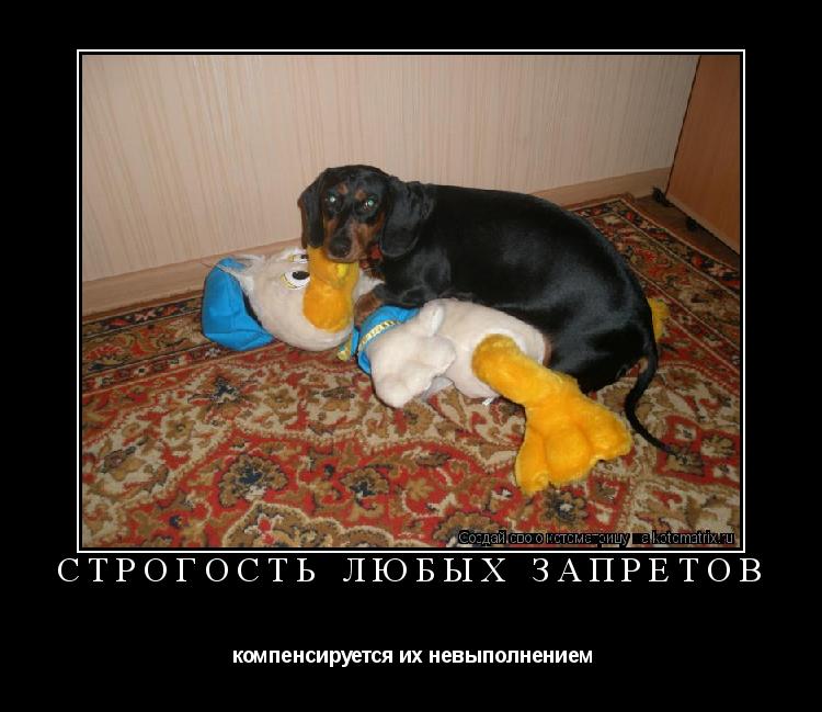 Котоматрица: строгость любых запретов   компенсируется их невыполнением