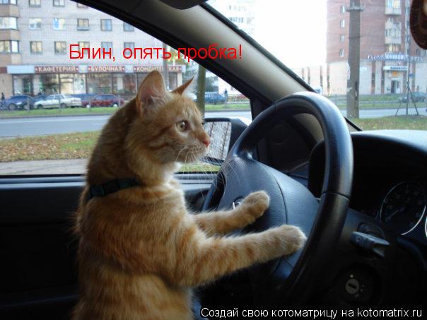 Блин, опять пробка!... Котоматрица: Блин, опять пробка!