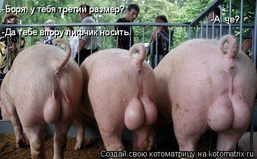 -Боря, у тебя третий размер? -А че? -Да тебе впору лифчик носить.... Котоматрица: -Боря, у тебя третий размер? -А че? -Да тебе впору лифчик носить.