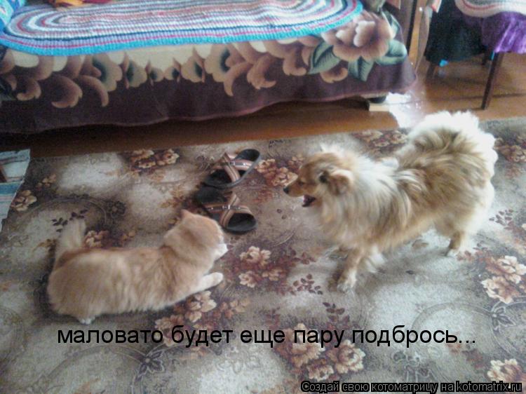 маловато будет еще пару подбрось...... Котоматрица: маловато будет еще пару подбрось...