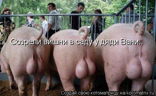 Созрели вишни в саду у дяди Вани..... Котоматрица: Созрели вишни в саду у дяди Вани..