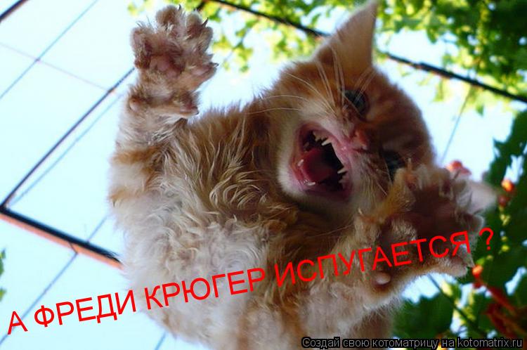 А ФРЕДИ КРЮГЕР ИСПУГАЕТСЯ ?... Котоматрица: А ФРЕДИ КРЮГЕР ИСПУГАЕТСЯ ?