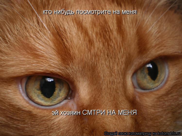 кто нибудь посмотрите на меня эй хозяин СМТРИ НА МЕНЯ... Котоматрица: кто нибудь посмотрите на меня эй хозяин СМТРИ НА МЕНЯ