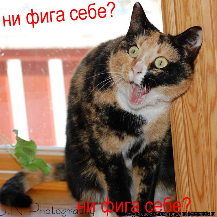 ни фига себе? ни фига себе?... Котоматрица: ни фига себе? ни фига себе?
