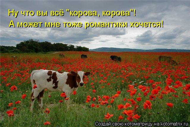 Ну что вы всё "корова, корова"! А может мне тоже романтики хочется!... Котоматрица: Ну что вы всё "корова, корова"! А может мне тоже романтики хочется!