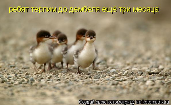 ребят терпим до дембеля ещё три месяца... Котоматрица: ребят терпим до дембеля ещё три месяца