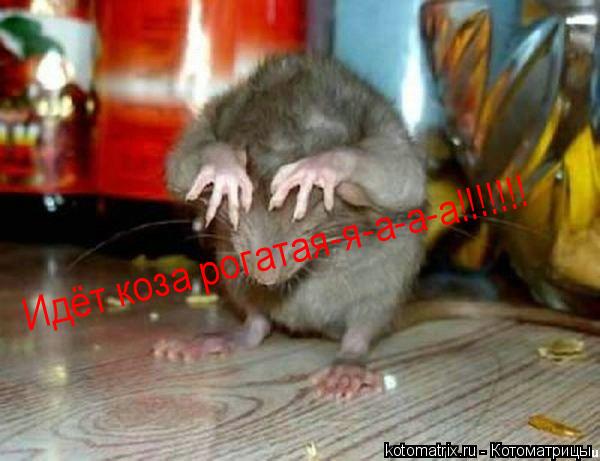 Идёт коза рогатая-я-а-а-а!!!!!!!... Котоматрица: Идёт коза рогатая-я-а-а-а!!!!!!!