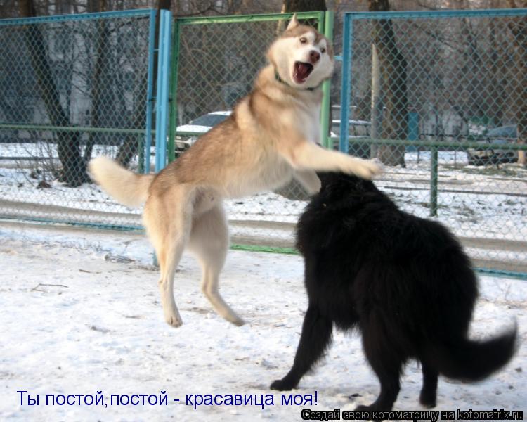 Ты постой,постой - красавица моя!... Котоматрица: Ты постой,постой - красавица моя!
