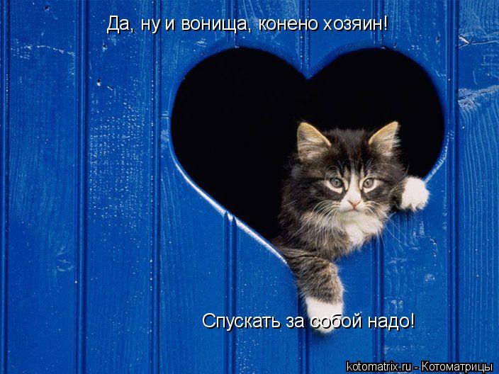 Да, ну и вонища, конено хозяин! Спускать за собой надо!... Котоматрица: Да, ну и вонища, конено хозяин! Спускать за собой надо!