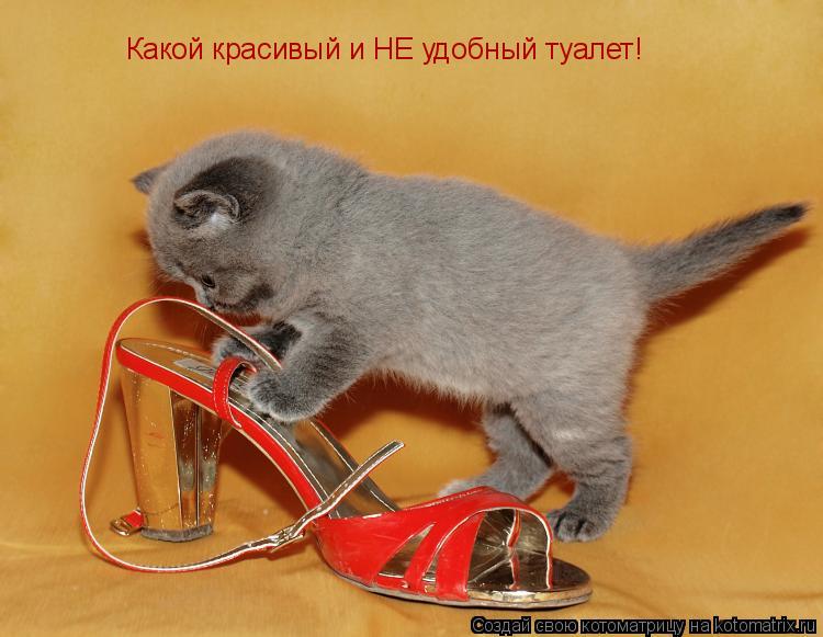 Котоматрица: Какой красивый и НЕ удобный туалет!