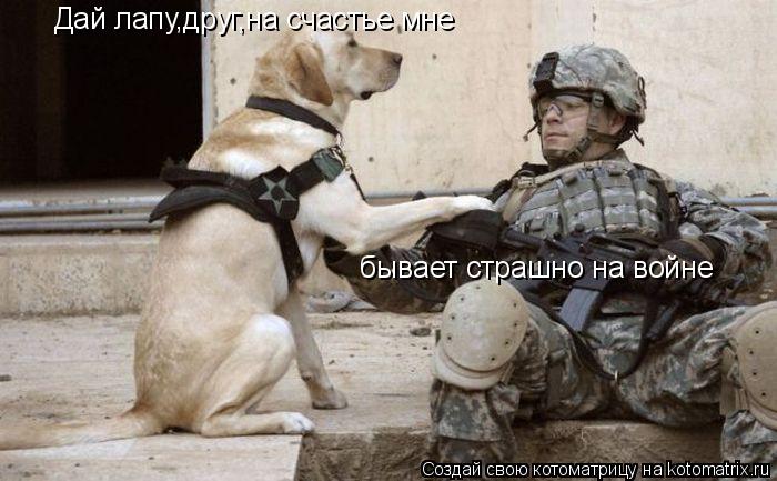 Котоматрица: Дай лапу,друг,на счастье мне бывает страшно на войне