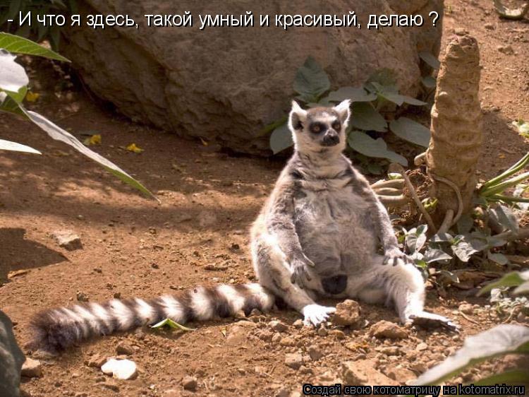 Котоматрица: - И что я здесь, такой умный и красивый, делаю ?