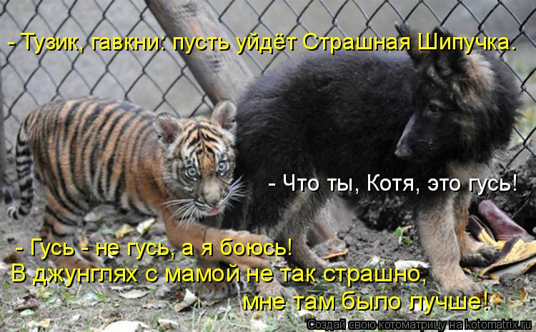 Котоматрица: - Что ты, Котя, это гусь!  мне там было лучше! - Тузик, гавкни: пусть уйдёт Страшная Шипучка. В джунглях с мамой не так страшно,  - Гусь - не гусь, а 