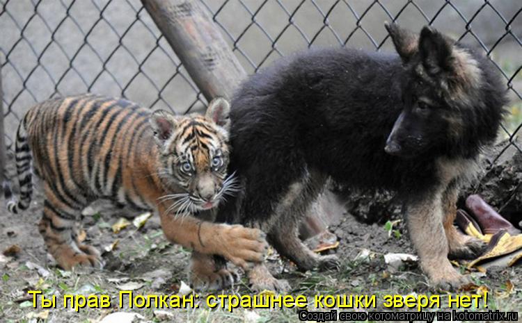 Котоматрица: Ты прав Полкан: страшнее кошки зверя нет!