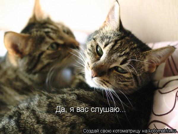 Котоматрица: Да, я вас слушаю...