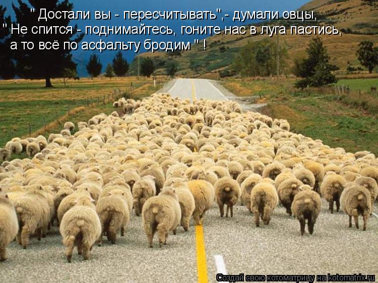 Котоматрица: " Достали вы - пересчитывать",- думали овцы, " Не спится - поднимайтесь, гоните нас в луга пастись,  а то всё по асфальту бродим " !