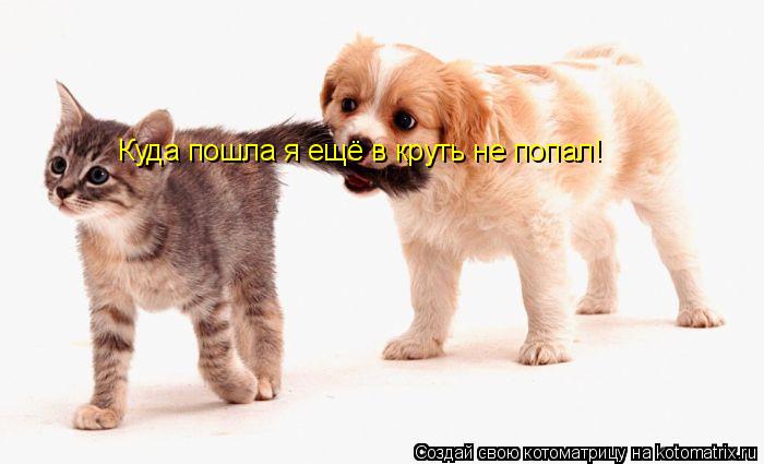 Котоматрица: Куда пошла я ещё в круть не попал!